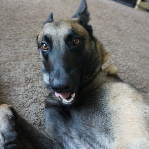 Meet your Posher, Bella